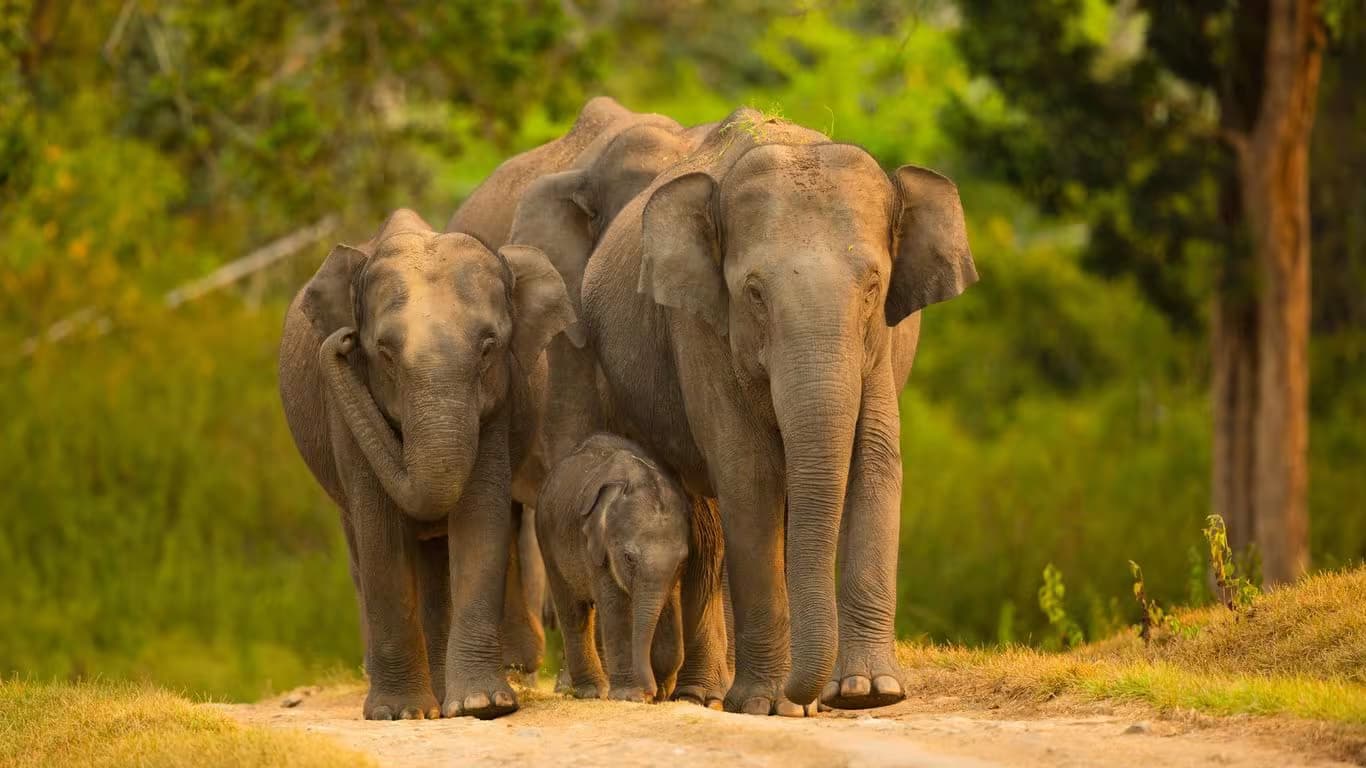 Wildlife safari adventures