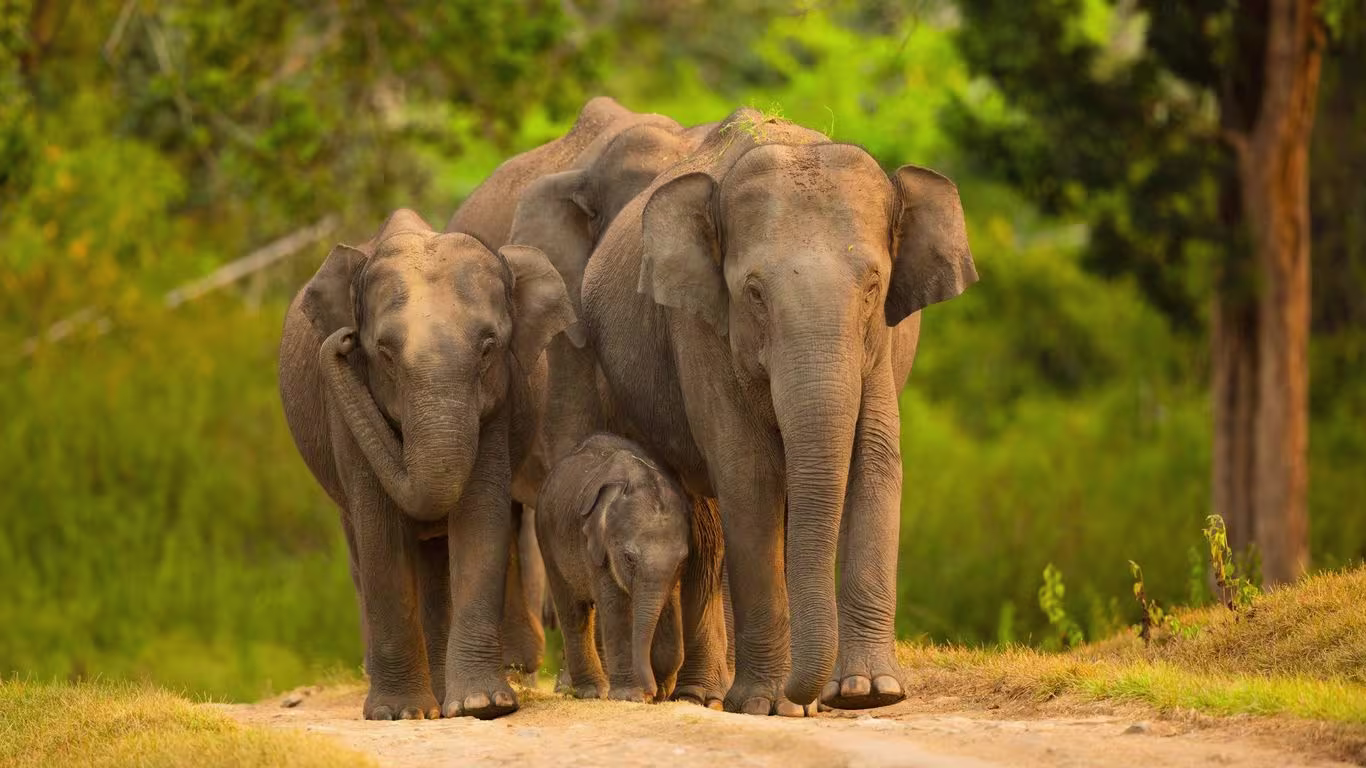 Wildlife safari adventures