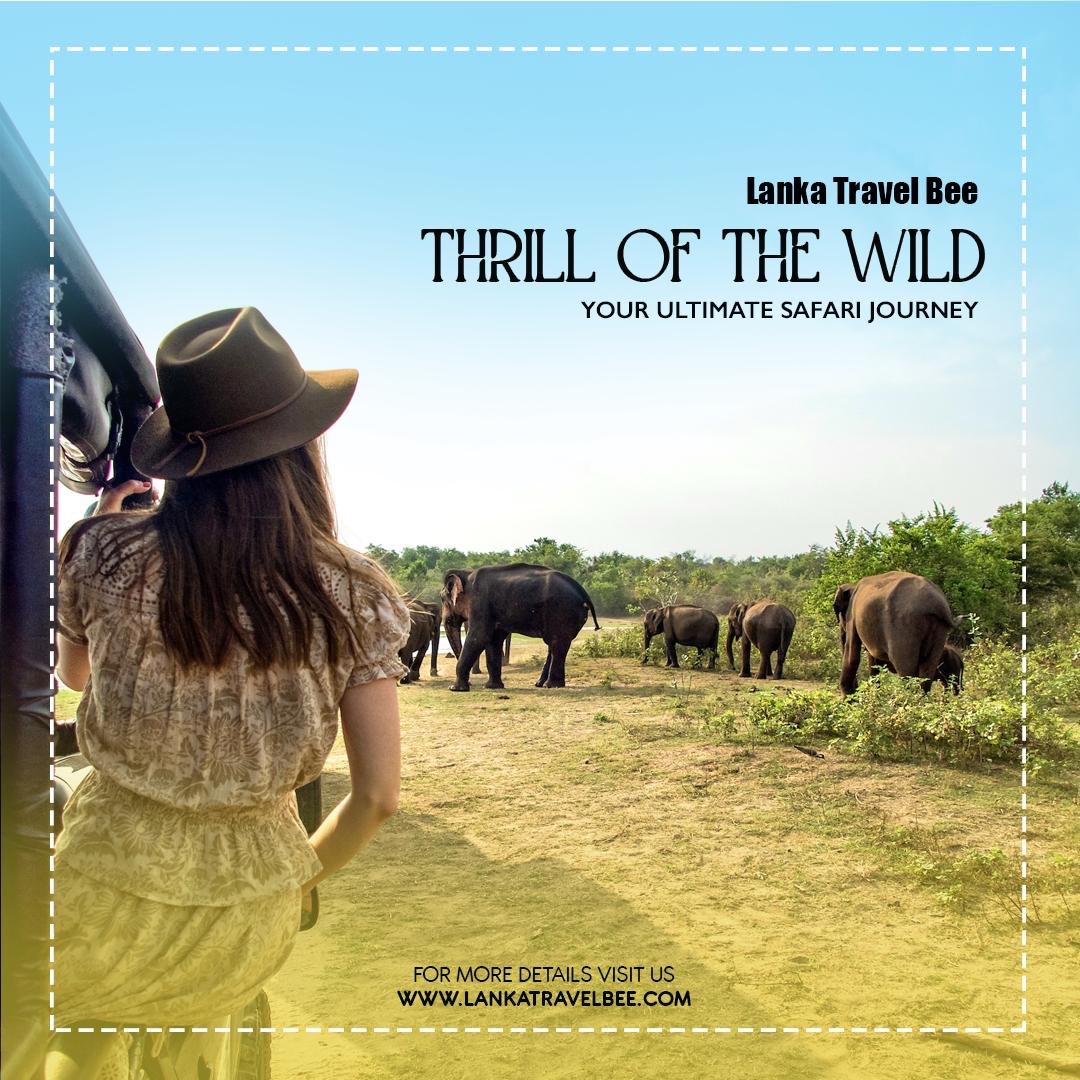 Thrill of the Wild: A Guide to Sri Lanka’s Safari Adventures