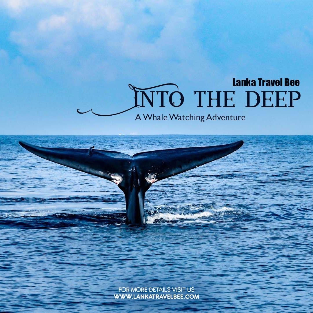 Whale Watching in Sri Lanka: A Journey into the Deep Blue