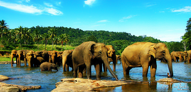 4 Nights Sri Lanka Adventure - Economy